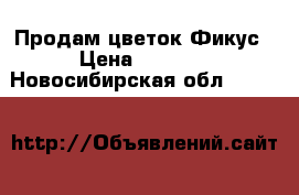 Продам цветок Фикус › Цена ­ 6 000 - Новосибирская обл.  »    